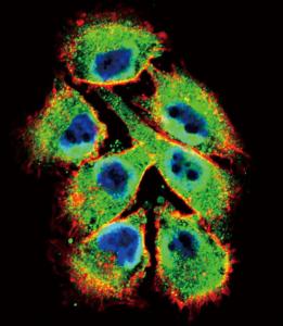 Anti-EPHB2 Rabbit Polyclonal Antibody (PE (Phycoerythrin))