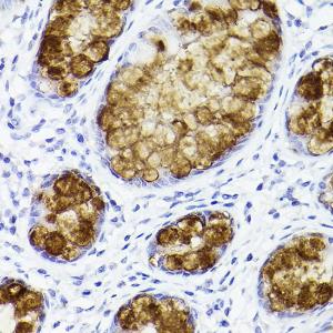 Anti-Trefoil Factor 3 Rabbit Monoclonal Antibody [clone: ARC2664]