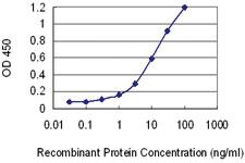 Anti-HAAO Mouse Monoclonal Antibody [clone: 4D1]