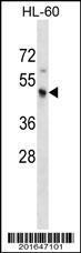 Anti-Kir3.1 Mouse Monoclonal Antibody [clone: 383CT22.2.1]