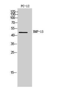 Western blot analysis of PC12 cells using Anti-BMP15 Antibody