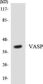 Western blot analysis of the lysates from COLO205 cells using Anti-VASP Antibody