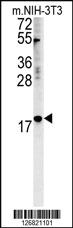 Anti-NPM3 Rabbit Polyclonal Antibody