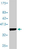 Anti-PSMD14 Mouse Polyclonal Antibody