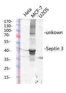 Western blot analysis of various lysis using Anti-SEPT3 Antibody