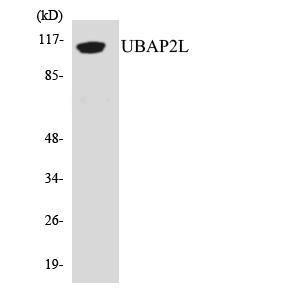 Western blot analysis of the lysates from Jurkat cells using Anti-UBAP2L Antibody