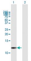 Anti-PI3 Mouse Polyclonal Antibody