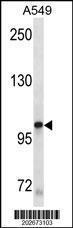 Anti-KIT Mouse Monoclonal Antibody [clone: 566CT8.5.4]