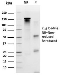 Antibody A278390-100 100 µg