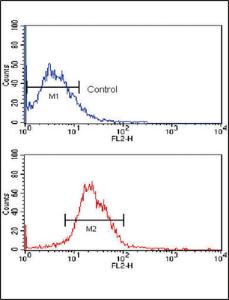 Anti-KLF4 Mouse Monoclonal Antibody (AP (Alkaline Phosphatase)) [clone: 56CT5.1.6]