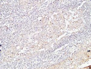 Immunohistochemical analysis of paraffin-embedded human Amygdala using Anti-BMP15 Antibody