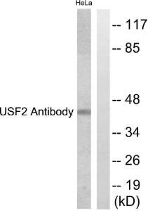 Western blot analysis of lysates from HeLa cells using Anti-USF2 Antibody The right hand lane represents a negative control, where the antibody is blocked by the immunising peptide