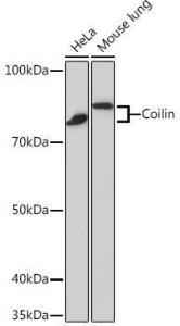 Antibody A306817-100 100 µl