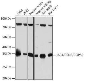 Western blot analysis of extracts of various cell lines, using Anti-JAB1 Antibody [ARC0895] (A306818) at 1:1,000 dilution. The secondary antibody was Goat Anti-Rabbit IgG H&L Antibody (HRP) at 1:10,000 dilution.