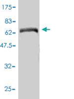 Anti-CAP2 Mouse Monoclonal Antibody [clone: 3G9-1A5]