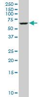 Anti-STK3 Mouse Monoclonal Antibody [clone: 1B3]