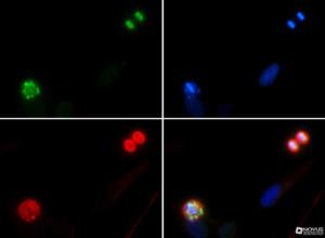 Anti-HIST4H4 Rabbit Polyclonal Antibody