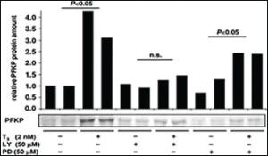 Anti-SRC Mouse Monoclonal Antibody