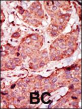 Anti-SRC Mouse Monoclonal Antibody