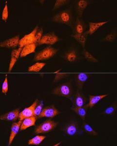 Immunofluorescence analysis of NIH-3T3 cells using Anti-JAB1 Antibody [ARC0895] (A306818) at a dilution of 1:100 (40x lens). DAPI was used to stain the cell nuclei (blue).