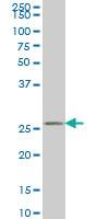 Anti-HAGH Mouse Monoclonal Antibody [clone: 2F9]