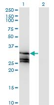 Anti-HAGH Mouse Monoclonal Antibody [clone: 2F9]