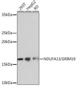 Western blot analysis of extracts of various cell lines, using Anti-GRIM19 Antibody [ARC0833] (A306819) at 1:1,000 dilution The secondary antibody was Goat Anti-Rabbit IgG H&L Antibody (HRP) at 1:10,000 dilution Lysates/proteins were present at 25 µg per lane