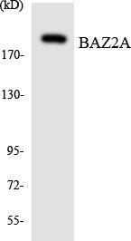 Western blot analysis of the lysates from HeLa cells using Anti-BAZ2A Antibody