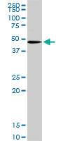 Anti-POFUT1 Rabbit Polyclonal Antibody