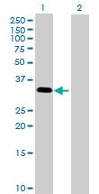 Anti-MAPK15 Mouse Polyclonal Antibody