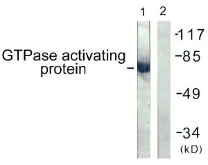 Antibody anti-GTPASE ACTIVATING PROTEIN