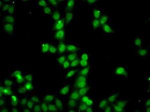 Immunofluorescence analysis of A549 cells using Anti-HDGFRP2 Antibody (A7484)