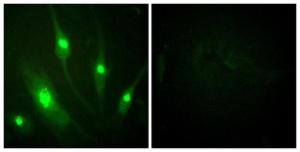 Antibody anti-GTPASE ACTIVATING PROTEIN