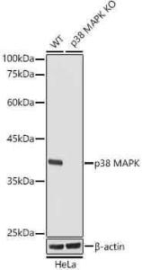 Western blot analysis of extracts from wild type(WT) and p38 MAPK knockout (KO) HeLa cells, using Anti-p38 alpha / MAPK14 Antibody [ARC0201] (A308027) at 1:1,000 dilution. The secondary antibody was Goat Anti-Rabbit IgG H&L Antibody (HRP) at 1:10,000 dilution.