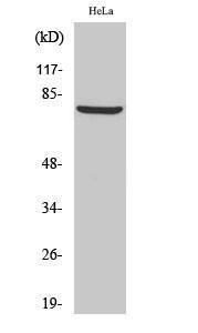 Western blot analysis of various cells using Anti-BARD1 Antibody