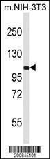 Anti-LAMP2 Mouse Monoclonal Antibody [clone: 157CT16.6.6]