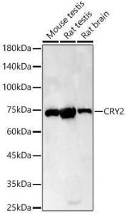 Anti-CRY2 Rabbit Polyclonal Antibody