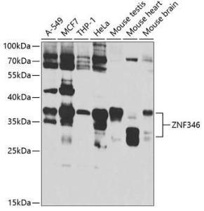 Anti-ZNF346 antibody