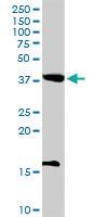 Anti-POFUT1 Rabbit Polyclonal Antibody