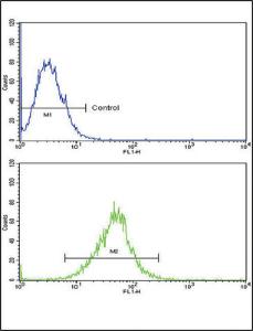 Anti-IL18RAP Rabbit Polyclonal Antibody (PE (Phycoerythrin))