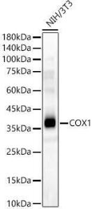 Western blot analysis of NIH/3T3, using Anti-MTCO1 Antibody (A12131) at 1:400 dilution. The secondary antibody was Goat Anti-Rabbit IgG H&L Antibody (HRP) at 1:10,000 dilution.