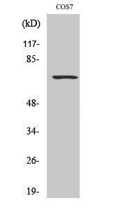 Antibody anti-GTPASE ACTIVATING PROTEIN