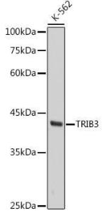 Western blot analysis of extracts of K-562 cells, using Anti-TRIB3 Antibody [ARC2685] (A309500) at 1:1,000 dilution