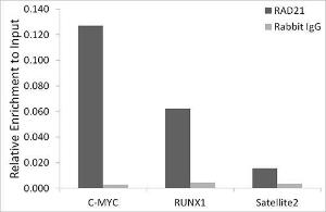 Chromatin immunoprecipitation (ChIP) analysis of extracts of A-549 cells, using Anti-Rad21 Antibody (A305614) and Rabbit IgG