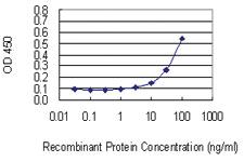 Anti-POFUT1 Mouse Monoclonal Antibody [clone: 3H1]