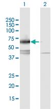 Anti-IL17RC Mouse Polyclonal Antibody