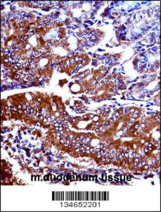 Anti-NPR1 Rabbit Polyclonal Antibody