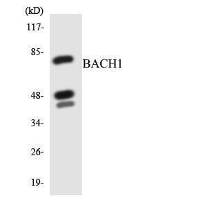 Western blot analysis of the lysates from HeLa cells using Anti-BACH1 Antibody