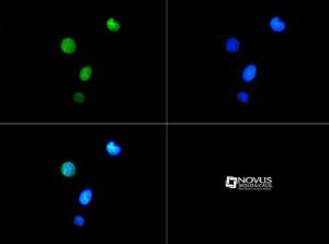 Anti-NES Mouse Monoclonal Antibody (Biotin) [clone: 10C2]