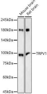 Western blot analysis of variou